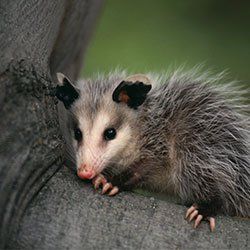 Wisconsin — Opossum in Kenosha, WI