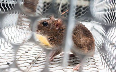 Capture — Trapped Mice in Kenosha, WI Capture — Trapped Mice in Kenosha, WI