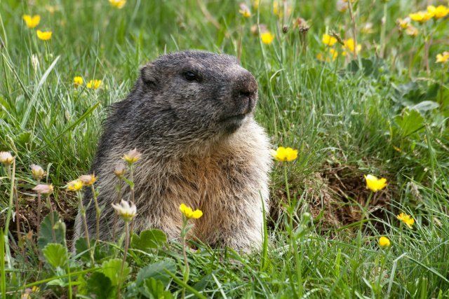 Groundhogs Removal Groundhogs Removal