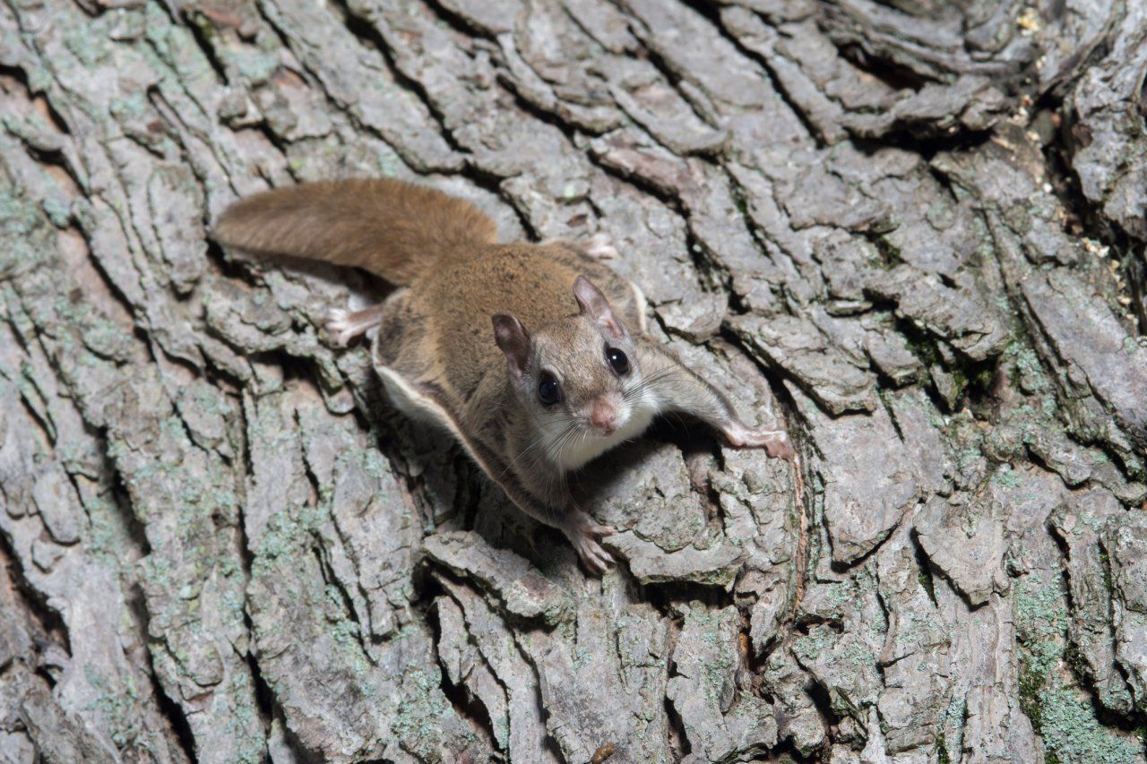 Flying Squirrel Removal Flying Squirrel Removal