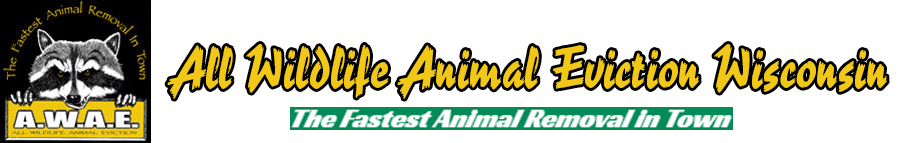 All Wildlife Animal Eviction Wisconsin All Wildlife Animal Eviction Wisconsin