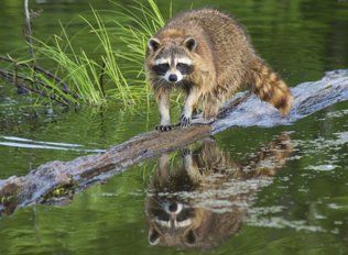 Raccoon Removal
