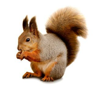 Squirrel Removal Services
