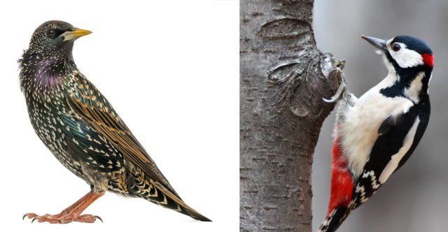 Bird Removal Bird Removal