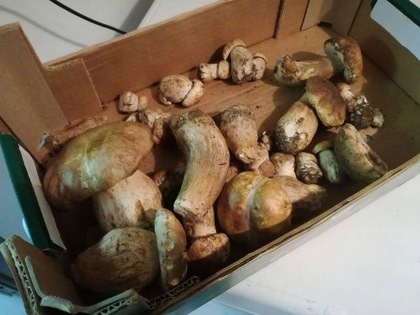 funghi porcini