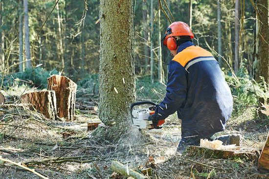 Worker cutting the tree with chainsaw