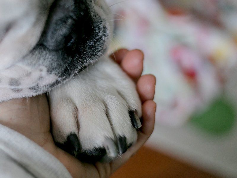 dog paw in hand
