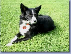 black and white dog