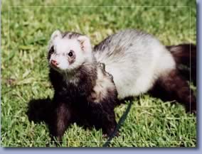 ferret