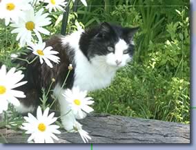 black and white cat