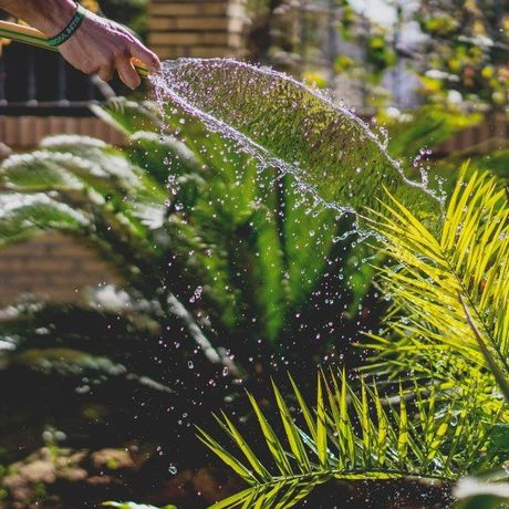 sprinkler the plants