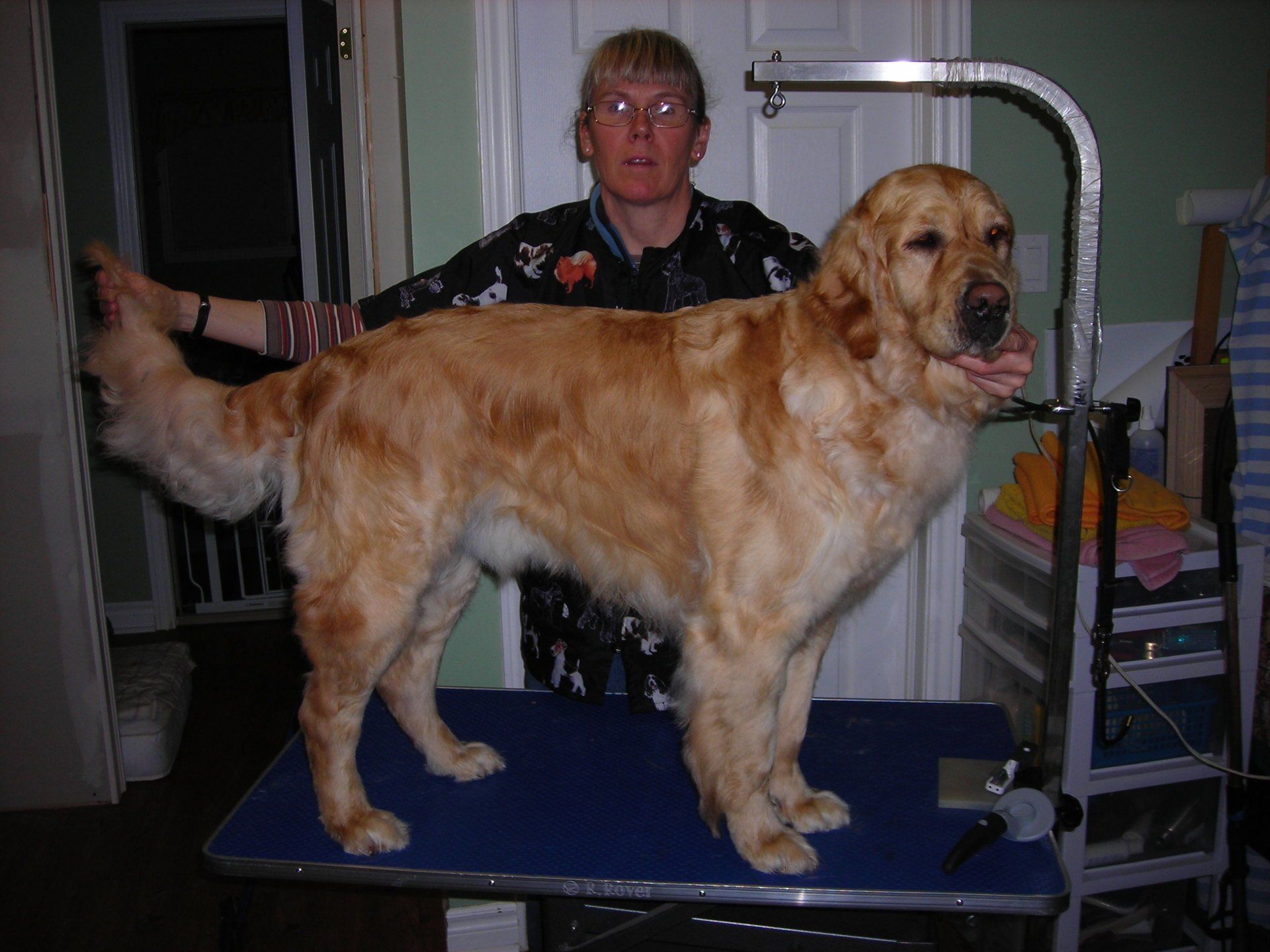 Daibridge Dog Spa