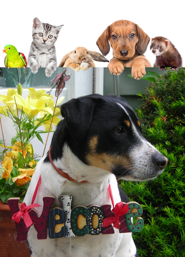 Daibridge Kennel Services