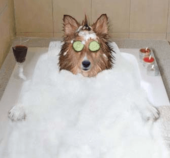 Daibridge Kennel Spa