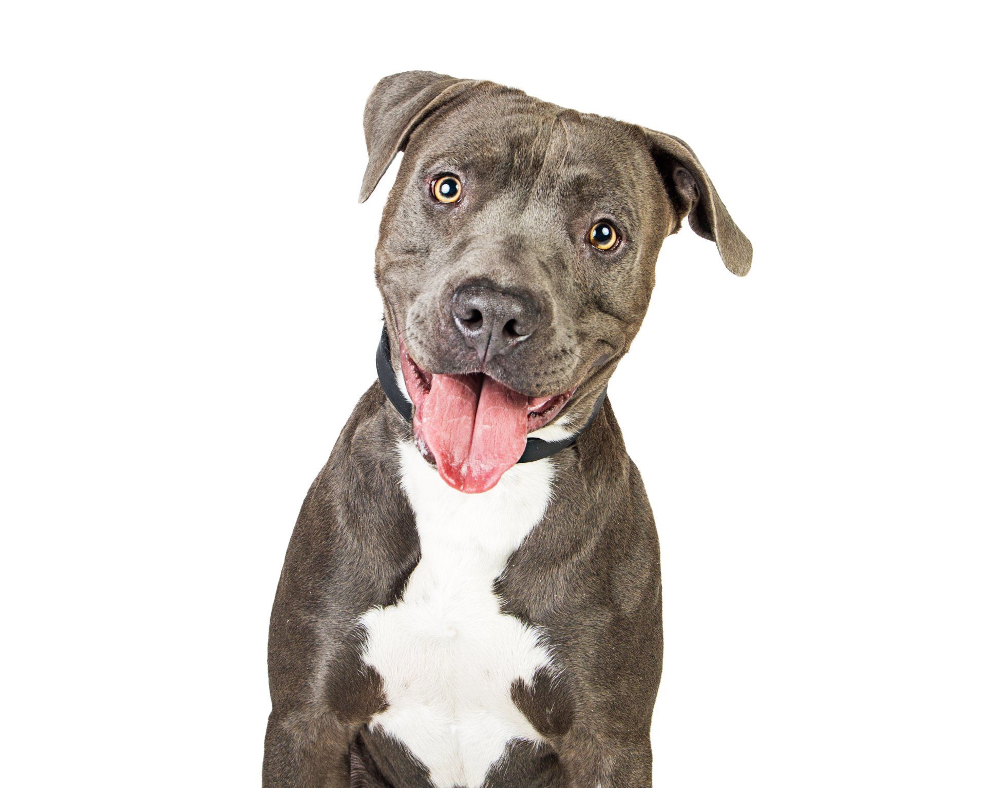 Gray pit bull with white chest, tilted head, and panting.