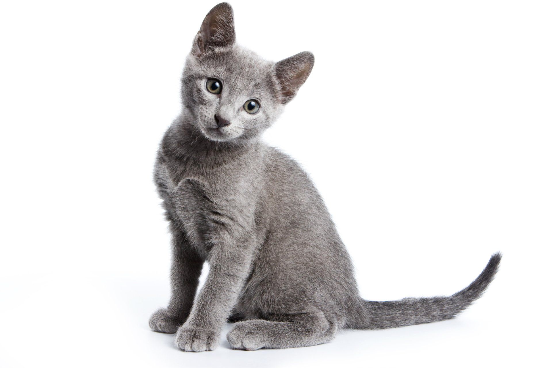 Gray kitten tilting head, looking directly at the viewer. White background.