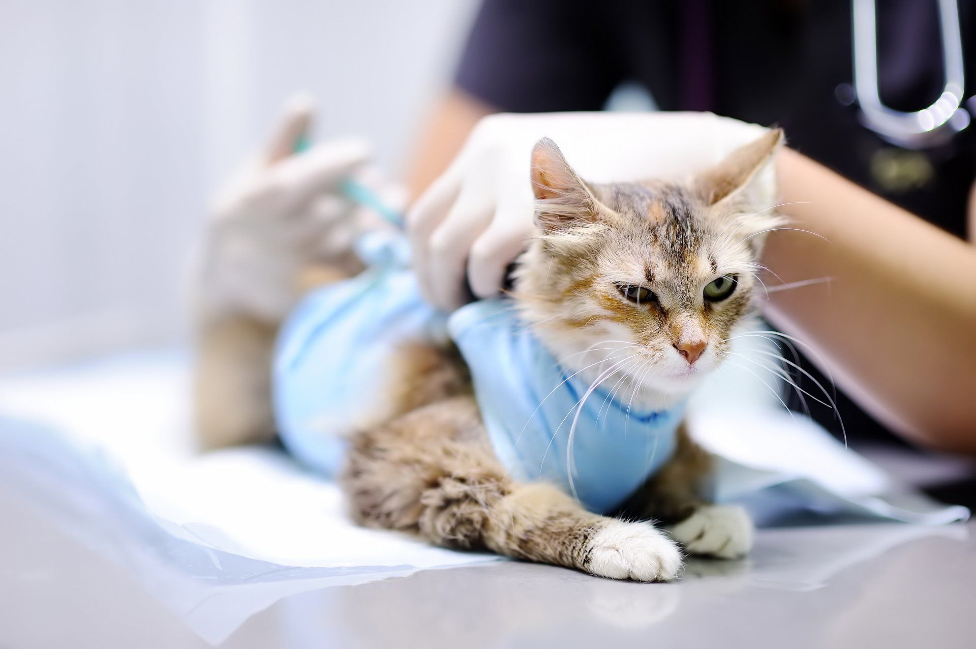Cat in blue surgical wrap receiving an injection at a vet's office.