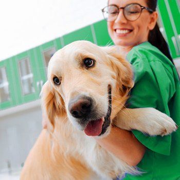 A smiling veterinarian in green scrubs holding a happy golden retriever outside a green building.