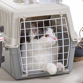 Cat in a gray and white carrier, looking curious.