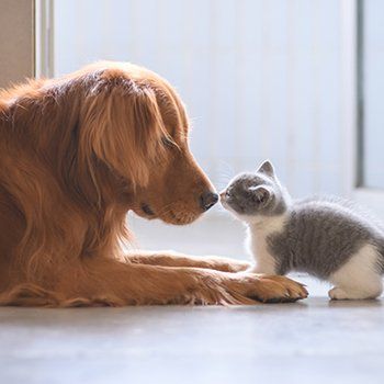 Golden retriever and gray kitten touching noses.
