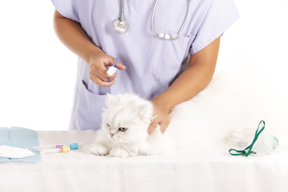 visita cardiologica per gatto