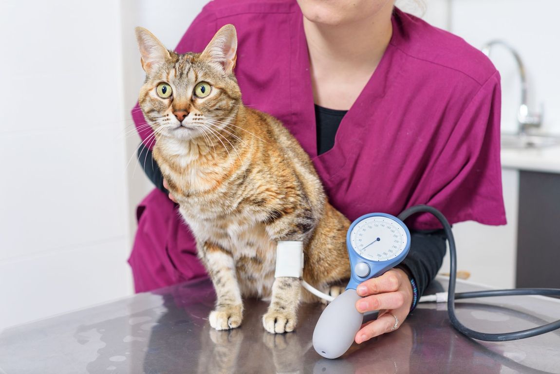 esame specialistico per gatto