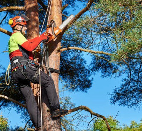 Lumberjack with Saw and Harness Climbing a Tree — Williamsburg, VA — Top Notch Tree Service An arborist in protective gear and a safety harness uses a chainsaw to trim a branch high in a tall pine tree.