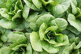 A type of plant, nutrients