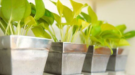 Lighting for all growing systems