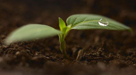 Plant nutrients