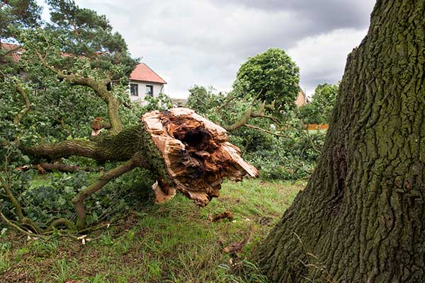 A large tree has snapped at the trunk due to rot, lying fallen on a grassy area in front of a house.