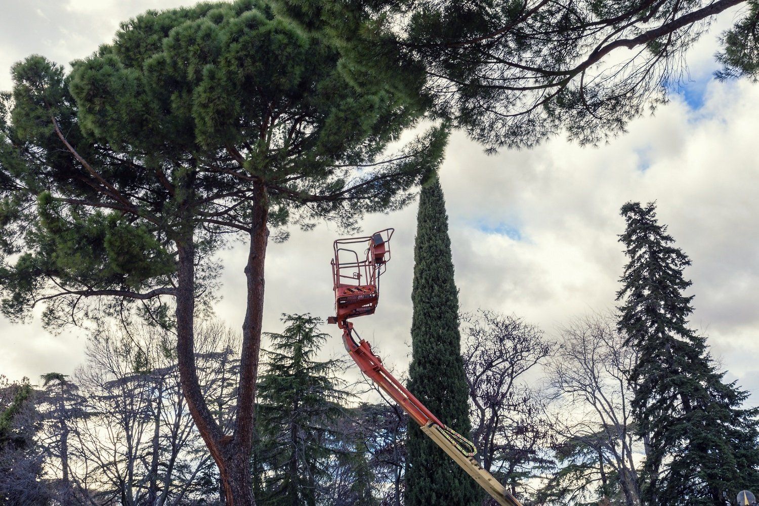A bright orange hydraulic lift reaching up to trim the branches of a tall pine tree against a cloudy, bright sky.