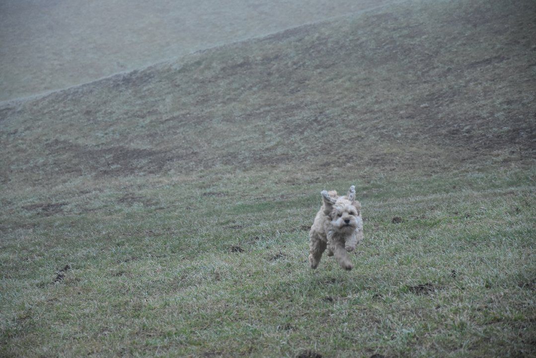 Fotografie der Künstlerin Benita von Wendt. Titel: ...völlig... Die Fotografie zeigt einen kleinen Hund, bei diesigem Wetter, der über eine Wiese rennt.