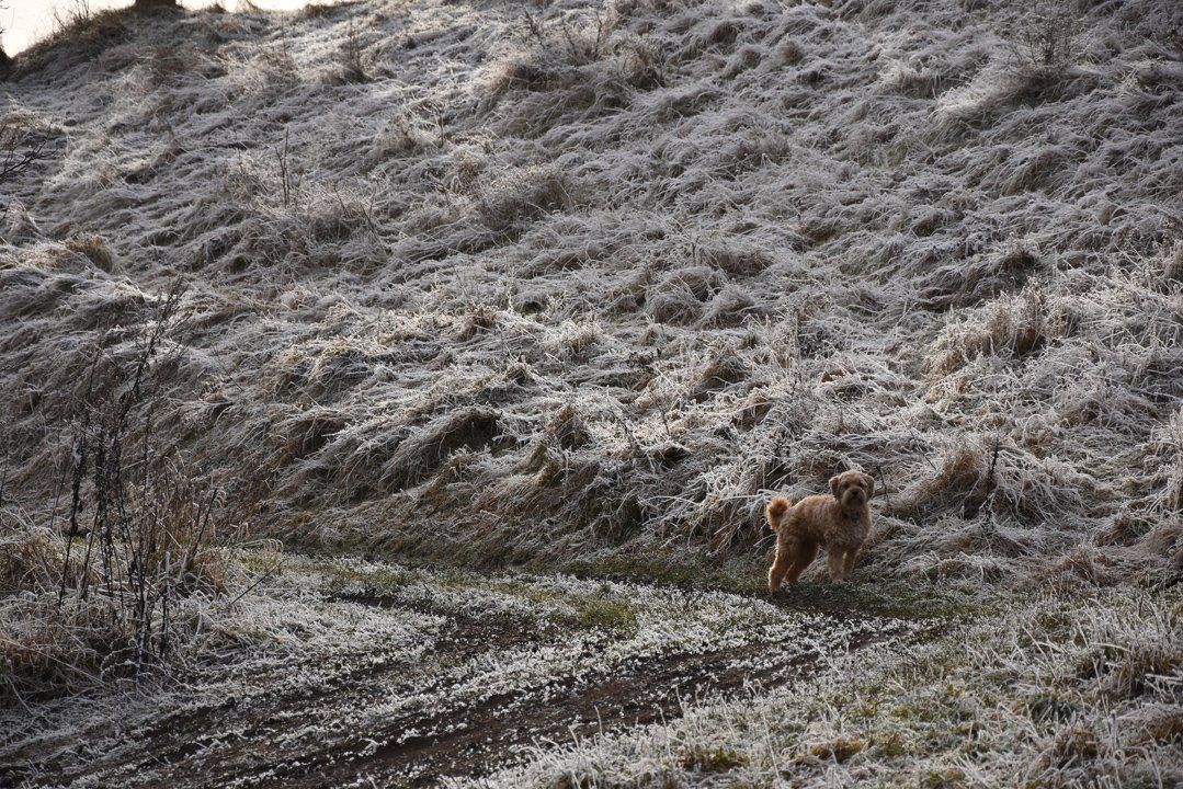Fotografie der Künstlerin Benita von Wendt. Titel: Versteckt. Die Fotografie zeigt einen Hund mit hellem Fell, der auf einer Wiese mit Raureif steht und so kaum zu erkennen ist.