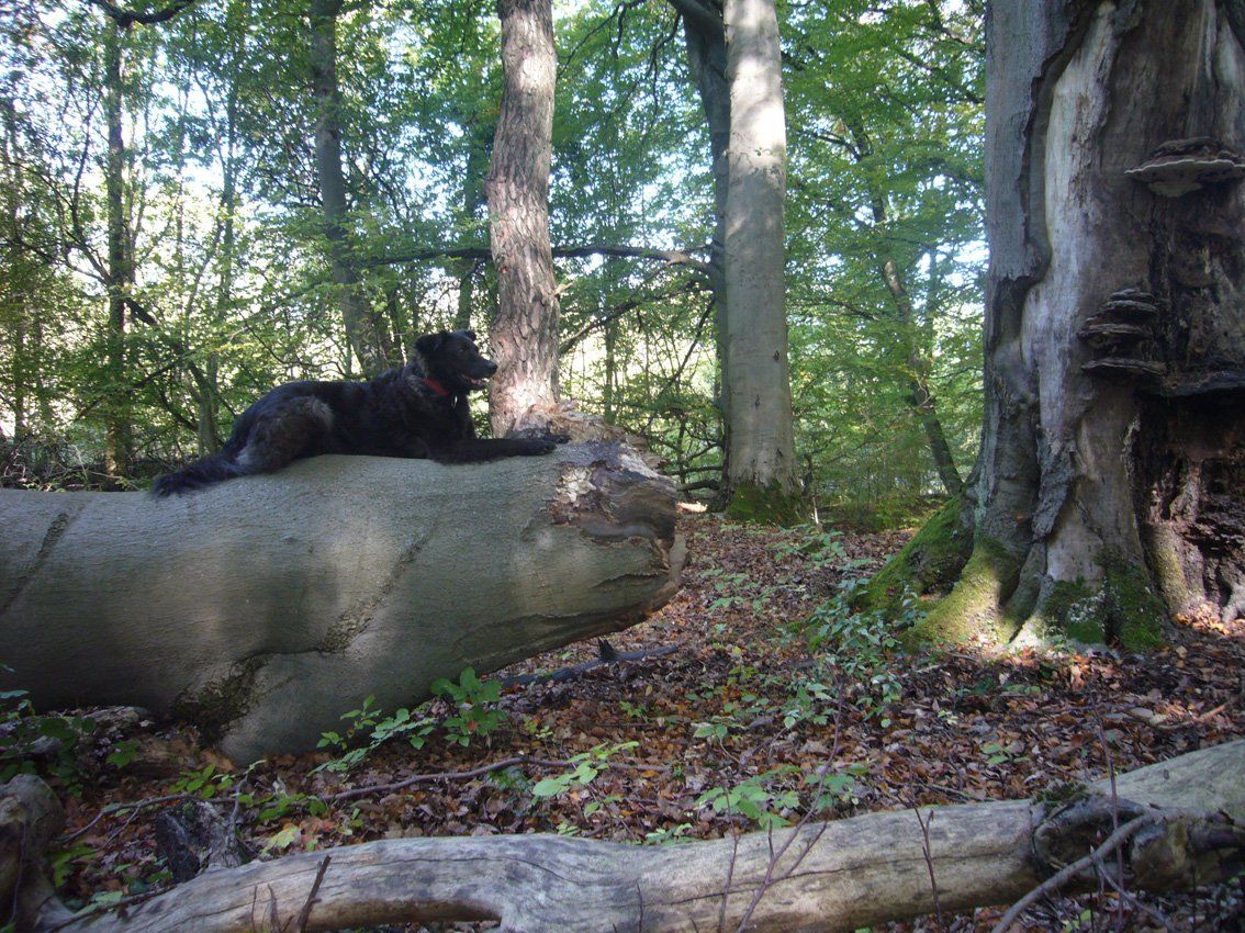 Fotografie der Künstlerin Benita von Wendt. Titel: Sphinx. Die Fotografie zeigt einen schwarzen Hund im Wald der, sphinxähnlich, auf einem dicken Baumstamm liegt.
