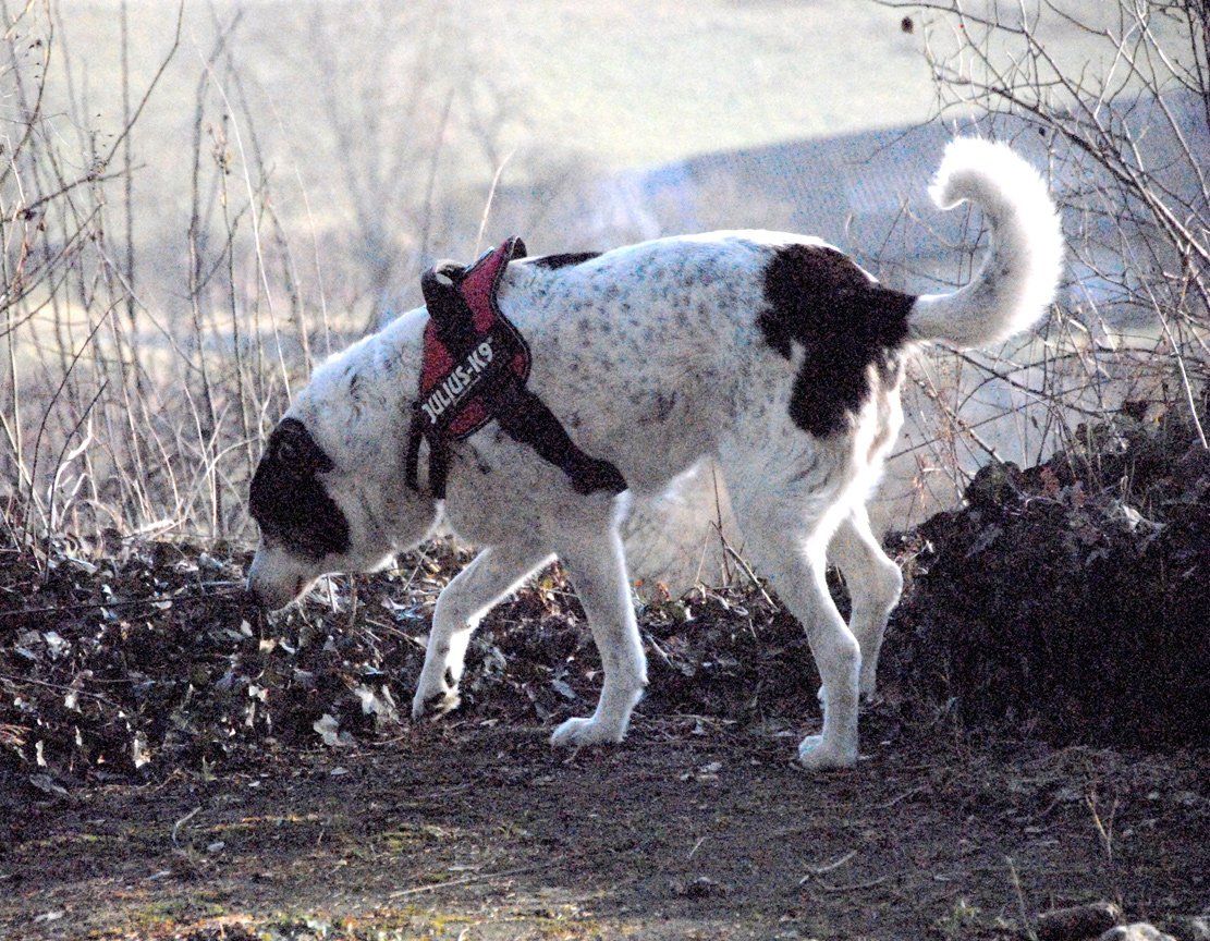 Fotografie der Künstlerin Benita von Wendt. Titel: Coda. Die Fotografie zeigt einen großen Hund, der am Boden schnüffelt.