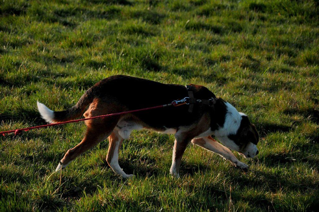 Fotografie der Künstlerin Benita von Wendt. Titel: Sol. Die Fotografie zeigt einen Hund der im Morgengrauen, mit der Nase am Boden einer Fährte folgt.