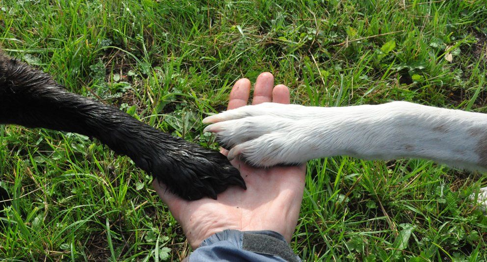 Fotografie der Künstlerin Benita von Wendt. Titel: Einer für alle, alle für einen. Die Fotografie zeigt eine menschliche Hand auf der eine schwarze und eine weiße Hundepfote liegen..
