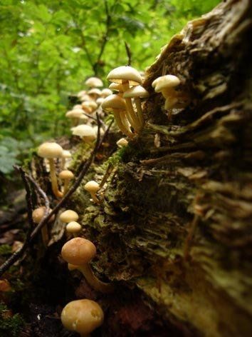 Fotografie der Künstlerin Benita von Wendt. Titel: Pilze 5. Die Fotografie zeigt viele kleine Pilze, die an einem Baumstamm wachsen.
