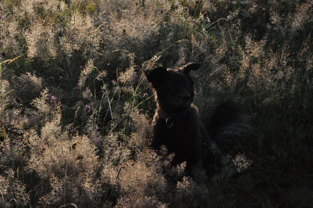 Fotografie der Künstlerin Benita von Wendt. Titel: Verschmelzen. Die Fotografie zeigt einen Hund, der im Gras mit Tau bei Sonnenaufgang sitzt.
