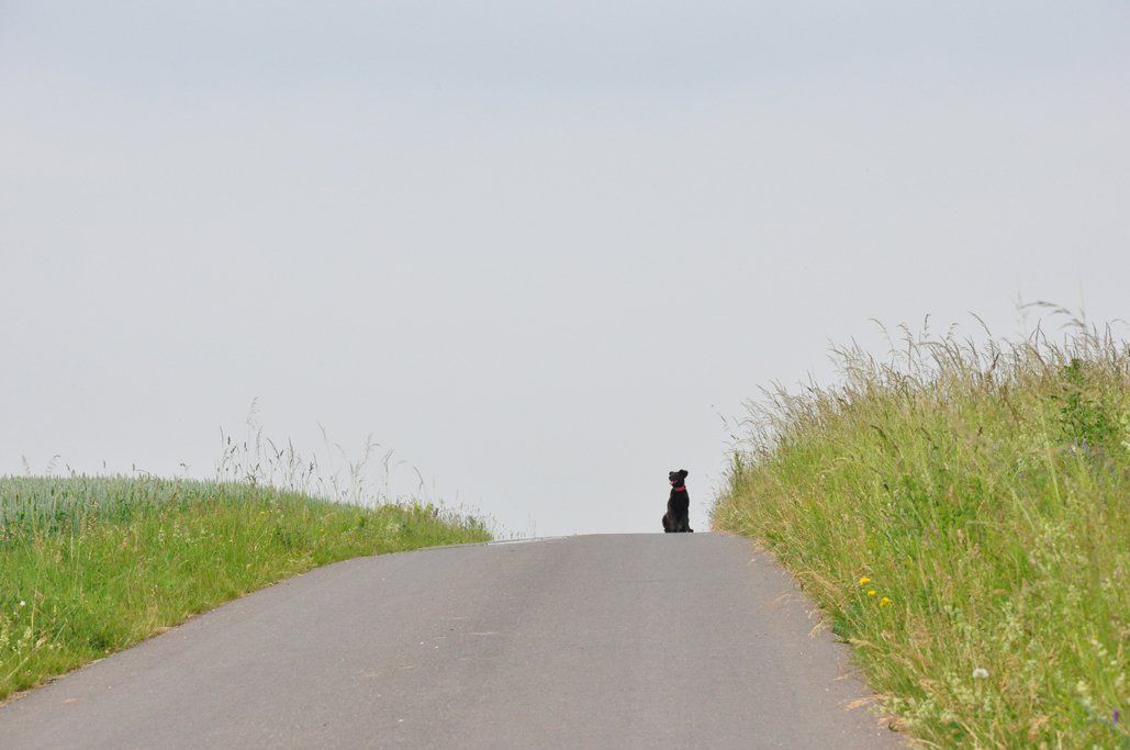 Fotografie der Künstlerin Benita von Wendt. Titel: Auf dem Weg. Die Fotografie zeigt einen Hund der weiter hinten, am Horizont, auf einer Straße sitzt. Am Straßenrand, rechts und links, grünes Gras.