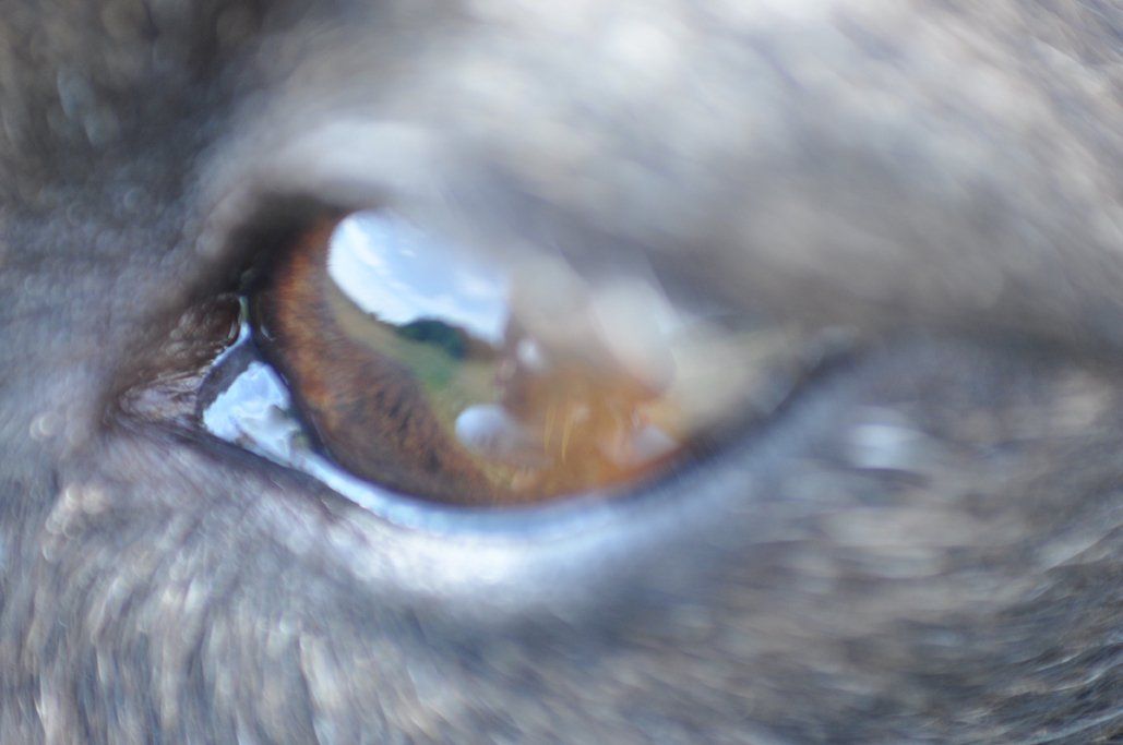 Fotografie der Künstlerin Benita von Wendt. Titel: ... liegt im Auge des Betrachters. Die Fotografie zeigt nur das Auge eines Hundes in dem sich die Landschaft spiegelt.