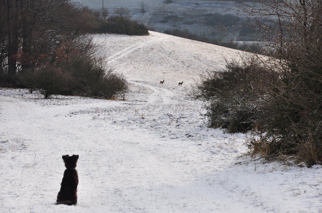 Fotografie der Künstlerin Benita von Wendt. Titel: Es war einmal um Viertel vor neun. Die Fotografie zeigt links im Bild einen sitzenden schwarzen Hund in einer Winterlandschaft, hundert Meter entfehrnt sieht man zwei Rehe die der Hund beobachtet.
