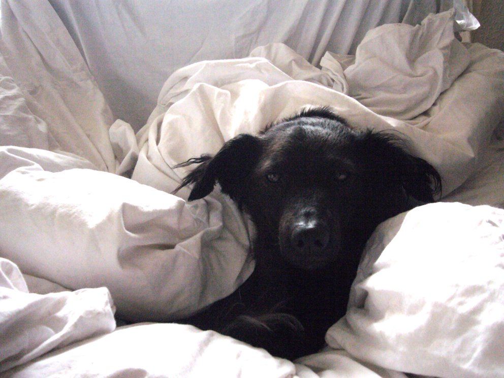 Fotografie der Künstlerin Benita von Wendt. Titel: Schwarz auf weiß. Die Fotografie zeigt einen schwarzen Hund der den Betrachter direkt anschaut, er ist mit einer weißen Decke zugedeckt, so das man nDie Fotografie zeigt einen schwarzen Hund, der den Betrachter direkt anschaut, er ist mit einer weißen Decke zugedeckt, so das man nur den Kopf sieht.ur den Kopf sieht.