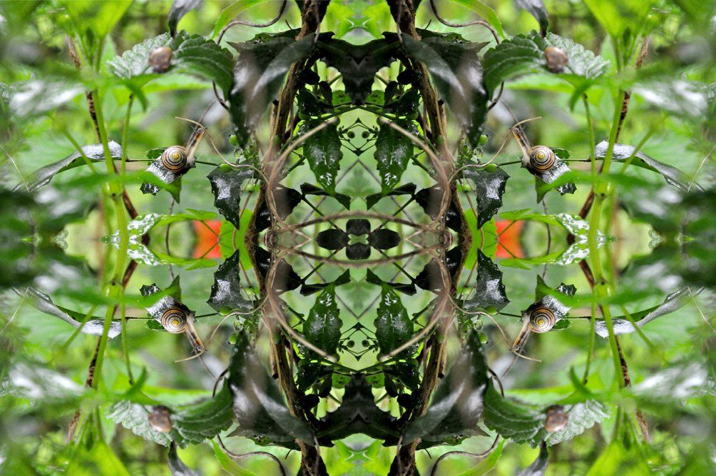 Fotografie der Künstlerin Benita von Wendt. Titel: Gartenzaun. Die Fotografie besteht aus einer Fotomontage, durch Spiegelungen entsteht ein neues abstraktes Bild, erst bei genauerer Betrachtung sieht man, dass es aus grünen Blättern, Ästen und und kleinen Schnecken besteht.