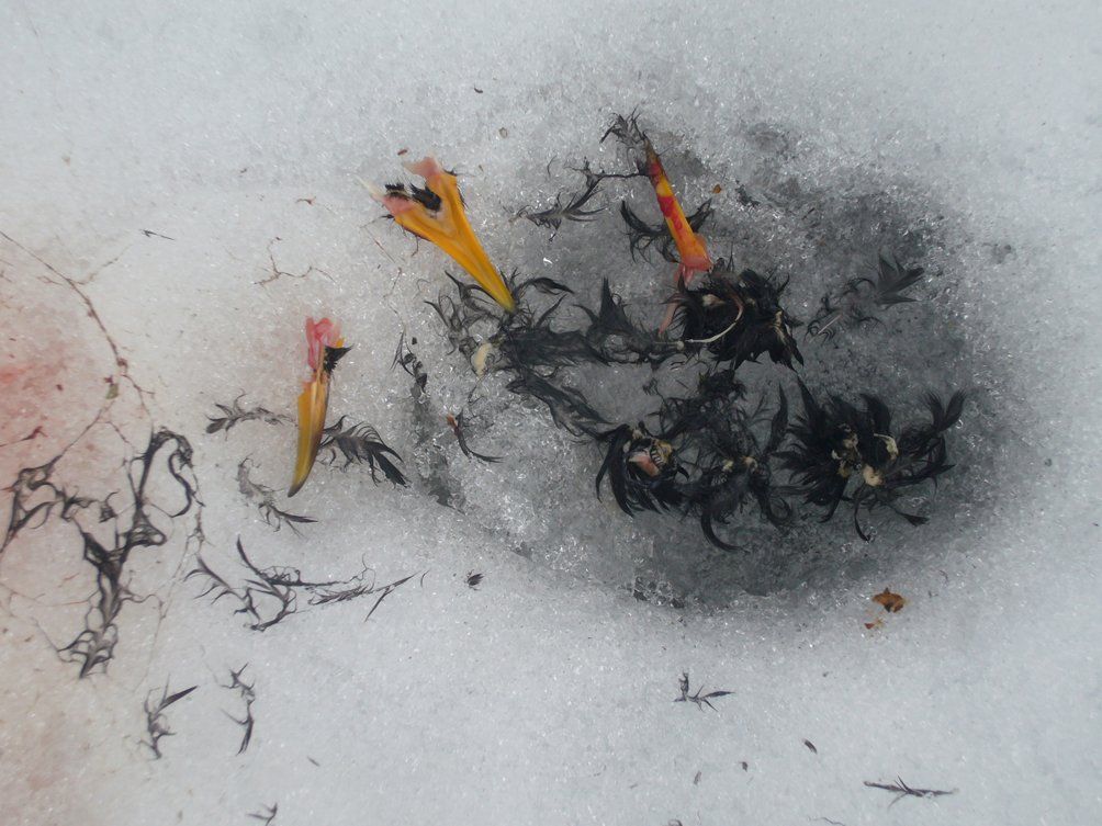 Fotografie der Künstlerin Benita von Wendt. Titel: Tod 6. Die Fotografie zeigt die Überreste eines Schnabels und Federn eines toten Vogels im Schnee.