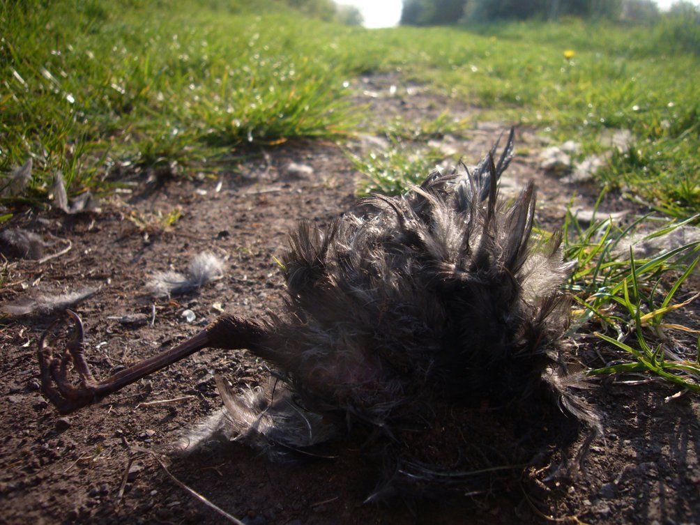Fotografie der Künstlerin Benita von Wendt. Titel: Tod 2. Die Fotografie zeigt den Unterkörper eines toten Vogels, der auf einem Feldweg liegt.