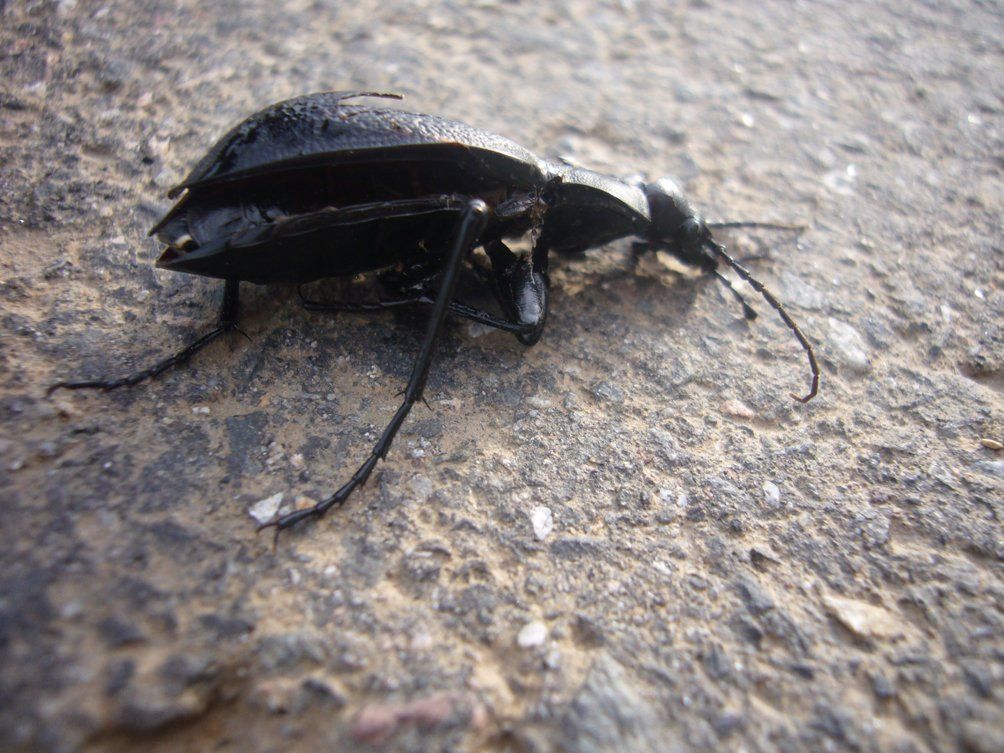 Fotografie der Künstlerin Benita von Wendt. Titel: Tod 8. Die Fotografie zeigt einen toten Käfer der auf Asphalt liegt.