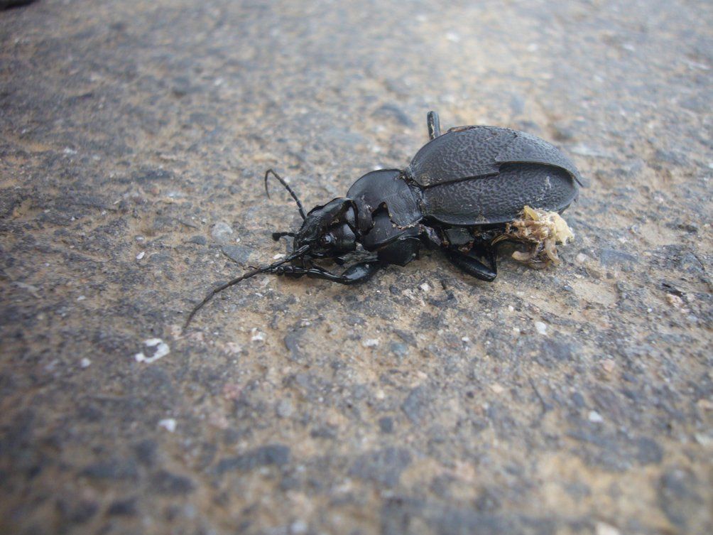 Fotografie der Künstlerin Benita von Wendt. Titel: Tod 1. Die Fotografie zeigt einen toten Käfer, der auf Asphalt liegt.