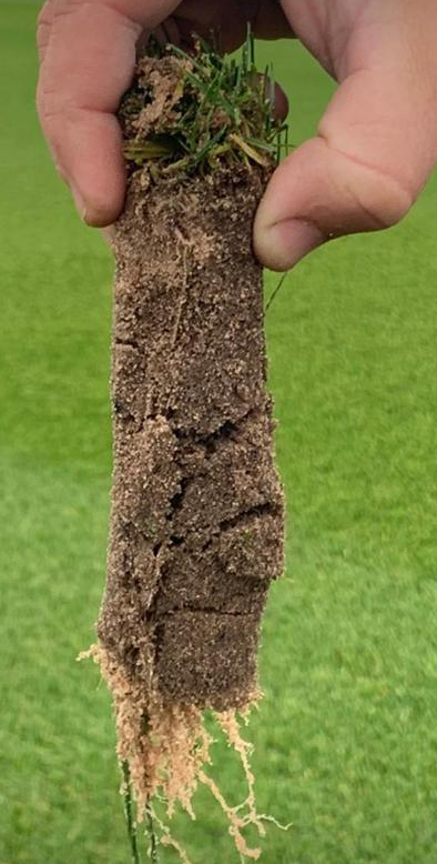 Thicker, lusher, more resilient grass for your turf